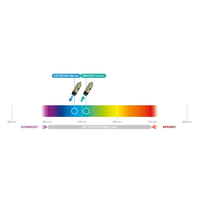 Microscop portabil USB Dino-Lite - AM4115T-GFBW cu lumina albastra (480 nm) si filtru 510 nm - fluorecenta verde (proteina)